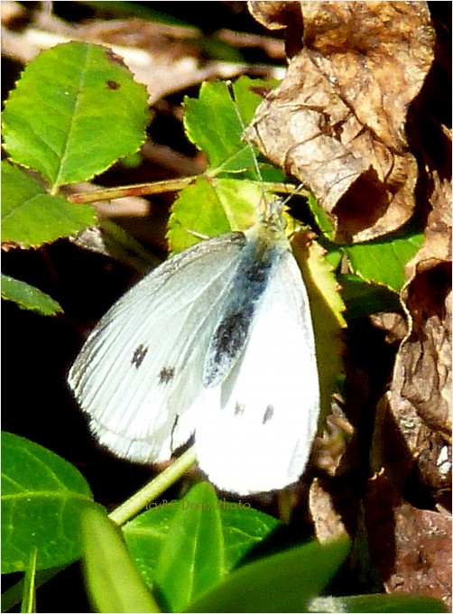 White Wings 2012